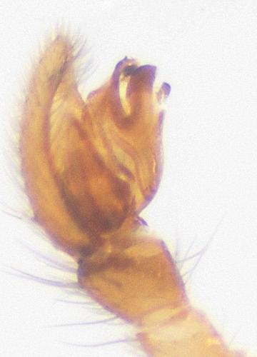 Haplodrassus minor