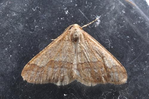 Agriopis marginaria