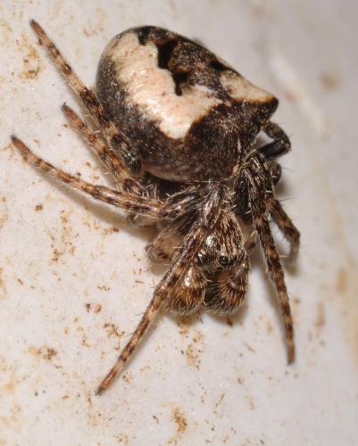 Réf. 115 323 : Gibbaranea bituberculata