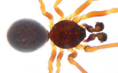 Réf. 115 295 : Crustulina sticta