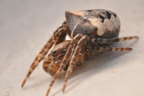Réf. 115 273 : Gibbaranea bituberculata