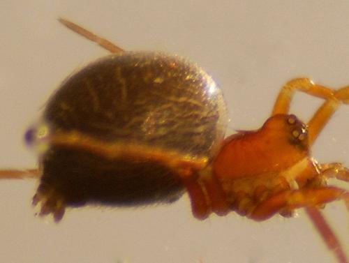 Trichopterna cucurbitina