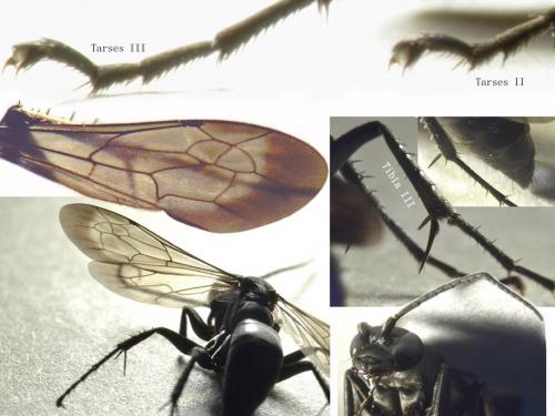 Anoplius nigerrimus
