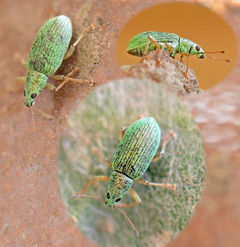 Polydrusus formosus