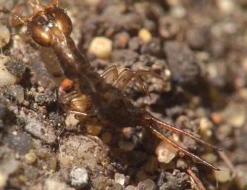 Leistus sp.