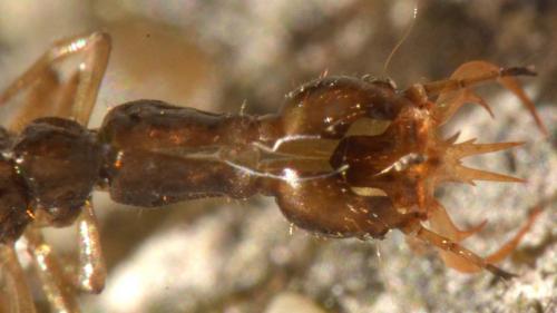 Leistus sp.