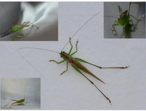 Conocephalinae