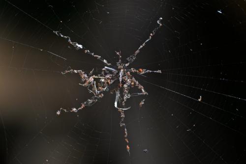 Cyclosa sp.
