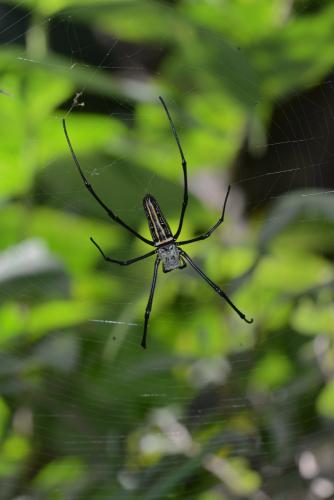 Réf. 115 455 : Nephila pilipes