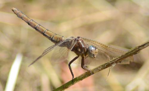 Orthetrum coerulescens