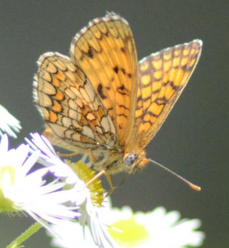 Réf. 115 245 : Melitaea athalia celadussa