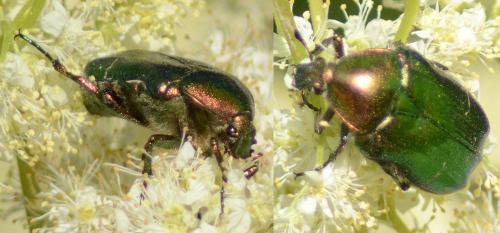 Cetonia aurata aurata