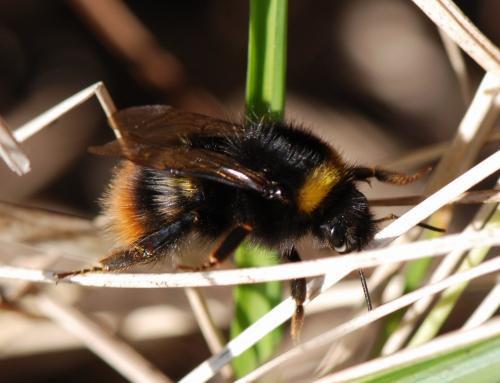 Réf. 115 957 : Bombus pratorum