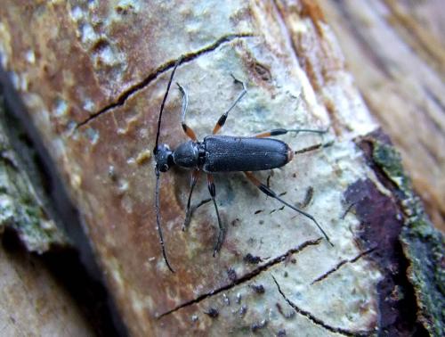 Grammoptera abdominalis