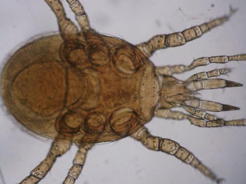 Macrocheles sp.