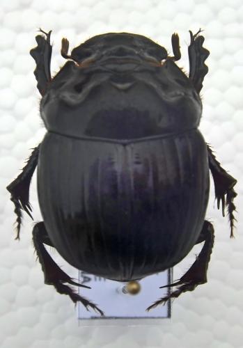 Coprophanaeus sp.