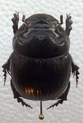 Dichotomius boreus