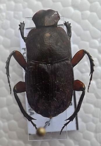 Eurysternus sp.