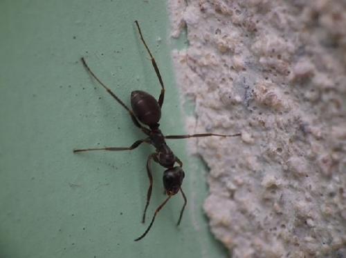 Réf. 115 641 : Formica fusca
