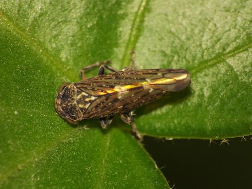 Acericerus heydenii