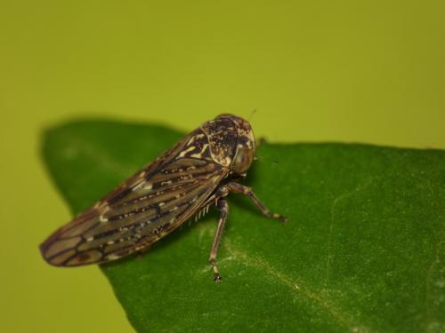 Réf. 115 047 : Acericerus heydenii