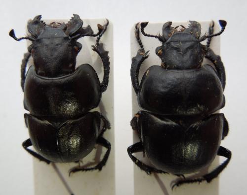 Réf. 115 714 : Lethrus turkestanicus