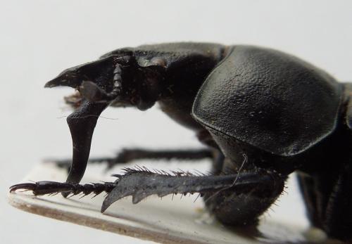 Réf. 115 715 : Lethrus turkestanicus