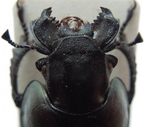 Réf. 115 717 : Lethrus turkestanicus