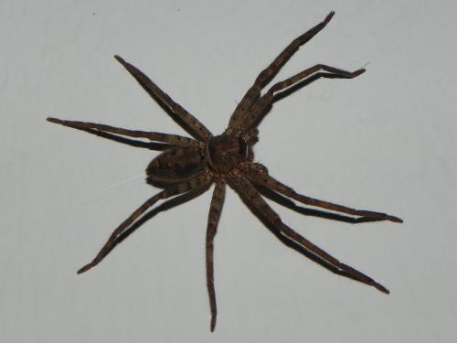Heteropoda sp.