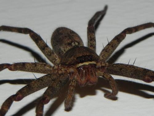 Heteropoda sp.