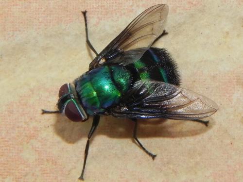 Rutiliini
