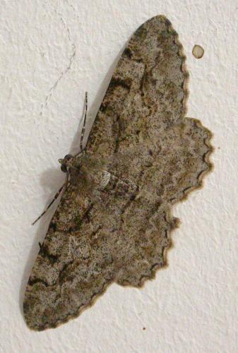 Réf. 115 270 : Alcis repandata