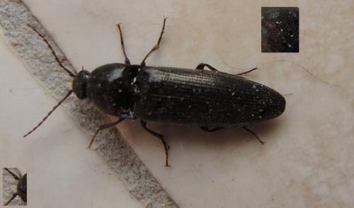 Réf. 115 821 : Melanotus villosus