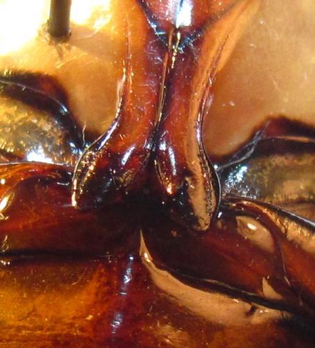 Dytiscus pisanus