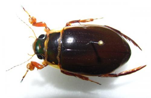 Dytiscus pisanus