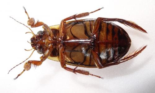 Dytiscus pisanus