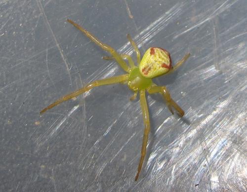 Ebrechtella sp.
