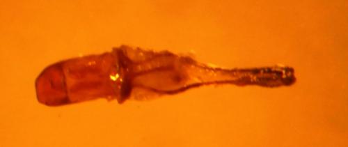 Réf. 115 516 : Sitona discoideus