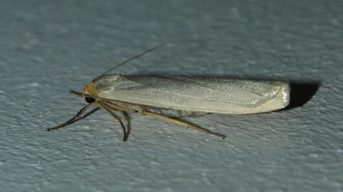 Réf. 115 198 : Eilema caniola