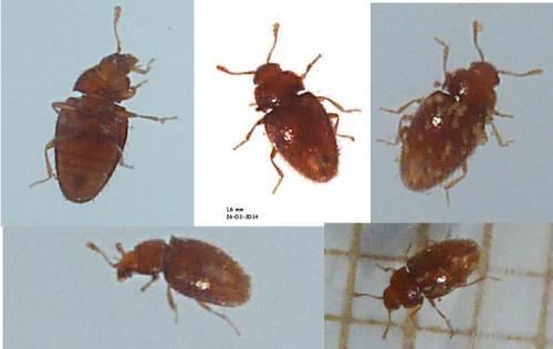 Mycetaea subterranea