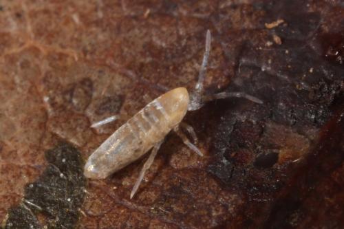 Lepidocyrtus curvicollis