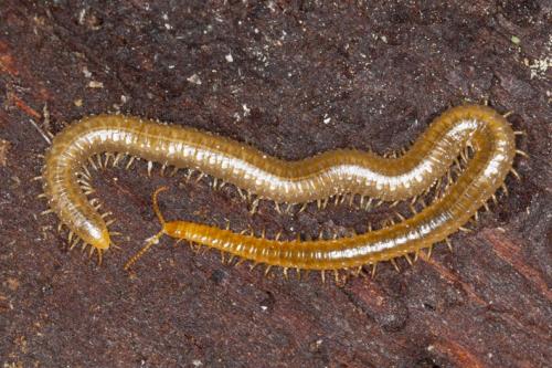 Henia vesuviana