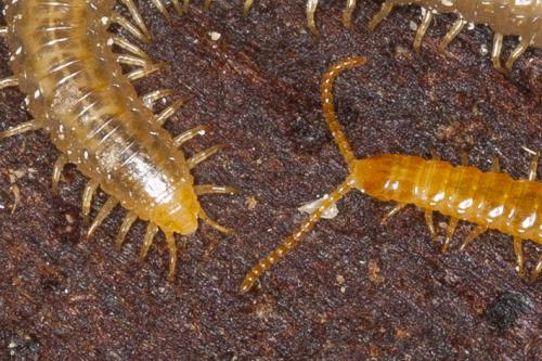 Henia vesuviana