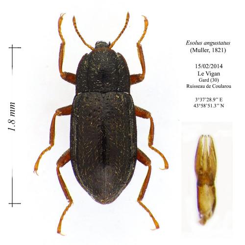 Esolus angustatus