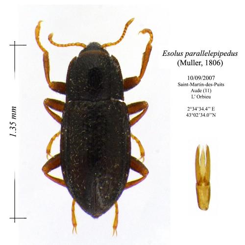 Réf. 115 183 : Esolus parallelepipedus