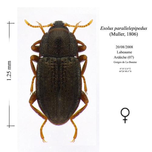 Esolus parallelepipedus