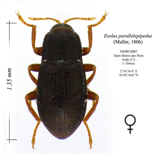 Esolus parallelepipedus