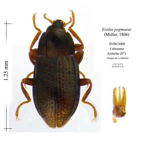 Réf. 115 181 : Esolus pygmaeus