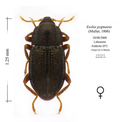 Esolus pygmaeus