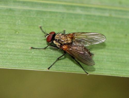 Hydrophoria lancifer